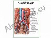Артерии мочеточников и мочевого пузыря плакат глянцевый/ламинированный А1/А2 (глянцевый	A2)