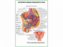 Артерии и вены мужского таза плакат глянцевый А1/А2 (глянцевый A2)