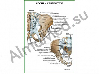 Кости и связки таза плакат глянцевый/ламинированный А1/А2 (глянцевый	A2)