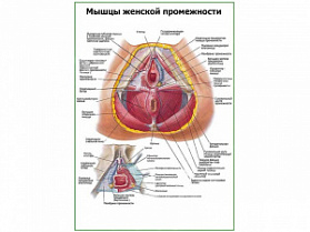 Мышцы женской промежности плакат глянцевый А1/А2 (глянцевый A1) Мышцы женской промежности плакат глянцевый А1/А2 (глянцевый A1)