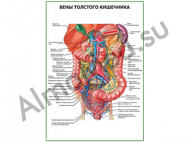 Вены толстого кишечника плакат глянцевый/ламинированный А1/А2 (глянцевый	A2)