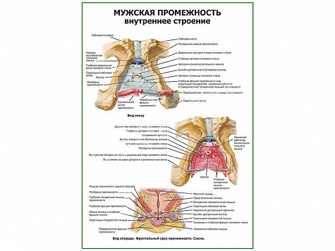 Мужская промежность. Внутреннее строение плакат глянцевый А1/А2 (глянцевый A1)