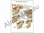 Височно-нижнечелюстной сустав плакат ламинированный А1/А2 (ламинированный	A2)