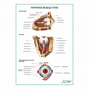 Наружные мышцы глаза плакат глянцевый А1+/А2+ (глянцевый холст от 200 г/кв.м, размер A1+)