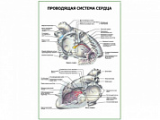 Проводящая система сердца плакат глянцевый А1/А2 (глянцевый A2)