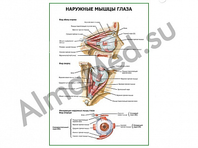 Наружные мышцы глаза плакат ламинированный А1/А2 (ламинированный	A2)