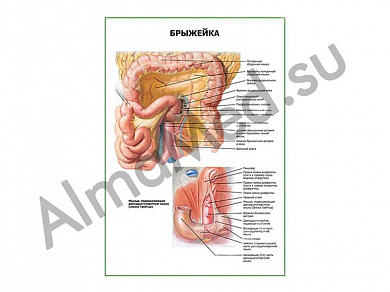 Брыжейка плакат ламинированный А1/А2 (ламинированный	A2)