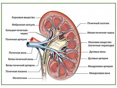 Почка в разрезе, плакат глянцевый А1/А2 (глянцевый A1)