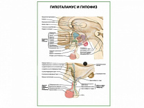 Гипоталамус и гипофиз плакат глянцевый А1/А2 (глянцевый A2)