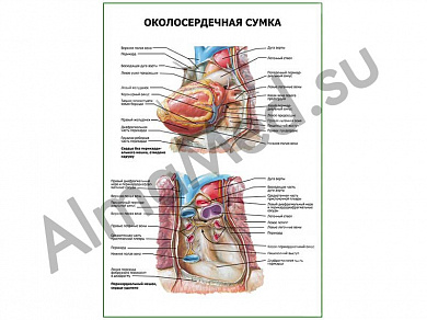 Околосердечная сумка плакат глянцевый/ламинированный А1/А2 (глянцевый	A2)