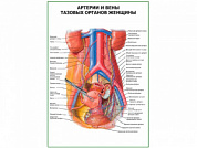 Артерии и вены тазовых органов женщины плакат глянцевый А1/А2 (глянцевый A2)
