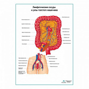 Лимфатические сосуды и узлы толстого кишечника плакат глянцевый А1+/А2+ (матовый холст от 200 г/кв.м, размер A1+)