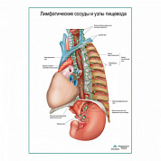 Лимфатические сосуды и узлы пищевода плакат глянцевый А1+/А2+ (глянцевая фотобумага от 200 г/кв.м, размер A2+)