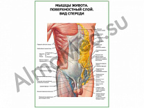 Мышцы живота. Поверхностный слой. Вид спереди плакат ламинированный А1/А2 (ламинированный	A2)