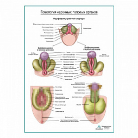 Гомология наружных половых органов плакат глянцевый А1+/А2+ (глянцевый холст от 200 г/кв.м, размер A1+)