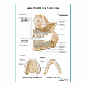 Зубы постоянные и молочные плакат глянцевый А1+/А2+ (глянцевая фотобумага от 200 г/кв.м, размер A2+)