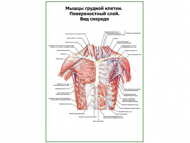 Мышцы грудной клетки. Поверхностный слой. Вид спереди плакат глянцевый А1/А2 (глянцевый A2)