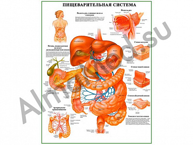 Пищеварительная система, плакат ламинированный А1/А2 (ламинированный	A2)