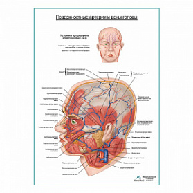 Поверхностные сосуды головы плакат глянцевый А1+/А2+ (глянцевый холст от 200 г/кв.м, размер A1+)