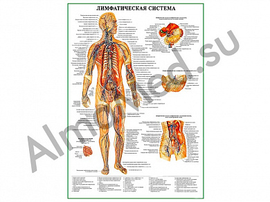 Лимфатическая система, плакат ламинированный А1/А2 (ламинированный	A2)