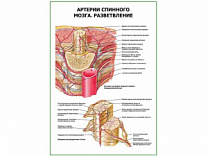 Артерии спинного мозга. Разветвление плакат глянцевый А1/А2 (глянцевый A2)