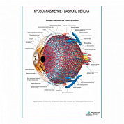 Кровоснабжение глазного яблока плакат глянцевый А1+/А2+ (глянцевый холст от 200 г/кв.м, размер A1+)