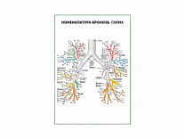Номенклатура бронхов. Схема плакат глянцевый А1/А2 (глянцевый A1)