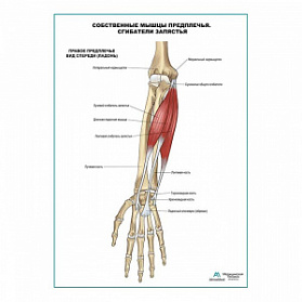 Сгибатели запястья плакат глянцевый А1+/А2+ (матовый холст от 200 г/кв.м, размер A1+)