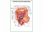 Артерии толстого кишечника плакат глянцевый  А1/А2 (глянцевый A1)