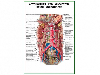 Автономная нервная система брюшной полости плакат глянцевый А1/А2 (глянцевый A1)