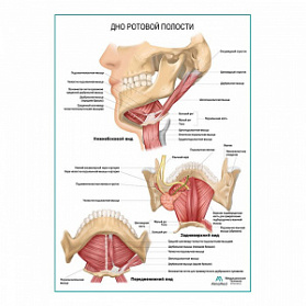 Дно ротовой полости плакат глянцевый А1+/А2+ (глянцевая фотобумага от 200 г/кв.м, размер A2+) Дно ротовой полости плакат глянцевый А1+/А2+ (глянцевая фотобумага от 200 г/кв.м, размер A2+)