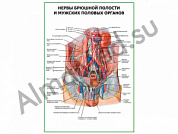 Нервы брюшной полости и мужских половых органов плакат ламинированный А1/А2 (ламинированный	A2)