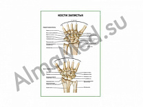 Кости запястья плакат ламинированный А1/А2 (ламинированный	A2)