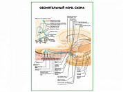 Обонятельный нерв. Схема плакат глянцевый А1/А2 (глянцевый A1)