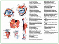 Мышцы стопы и голени, плакат глянцевый А1/А2 (глянцевый A2)