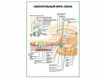 Обонятельный нерв. Схема плакат глянцевый А1/А2 (глянцевый A1)