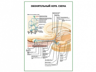 Обонятельный нерв. Схема плакат глянцевый А1/А2 (глянцевый A2)