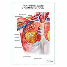 Лимфатические сосуды и узлы молочной железы плакат глянцевый А1+/А2+ (глянцевая фотобумага от 200 г/кв.м, размер A2+)
