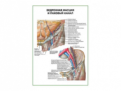 Бедренная фасция и паховый канал плакат глянцевый А1/А2 (глянцевый A2)