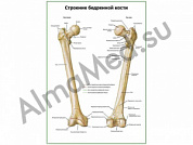 Строение бедренной кости плакат глянцевый А1/А2 (глянцевый A1)