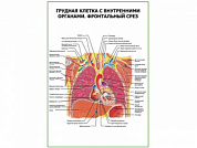 Грудная клетка с внутренними органами. Фронтальный срез плакат глянцевый А1/А2 (глянцевый A1)