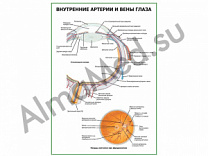 Внутренние артерии и вены глаза плакат глянцевый/ламинированный А1/А2 (глянцевый	A2)