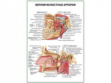 Верхнечелюстная артерия плакат глянцевый А1/А2 (глянцевый A2)