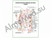 Симпатическая нервная система плакат ламинированный А1/А2 (ламинированный	A2)