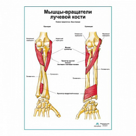 Мыщцы-вращатели лучевой кости плакат глянцевый А1+/А2+ (матовый холст от 200 г/кв.м, размер A1+)