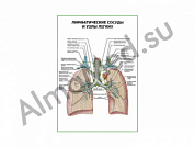 Лимфатические сосуды и узлы легких плакат глянцевый/ламинированный А1/А2 (глянцевый	A2)