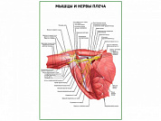 Мышцы и нервы плеча плакат глянцевый А1/А2 (глянцевый A2)