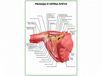 Мышцы и нервы плеча плакат глянцевый А1/А2 (глянцевый A2)