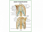 Скелет грудной клетки плакат глянцевый А1/А2 (глянцевый A2)