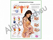 Беременность и роды, плакат глянцевый/ламинированный А1/А2 (глянцевый	A2)